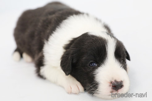 成約済の神奈川県のボーダーコリー-310800の8枚目